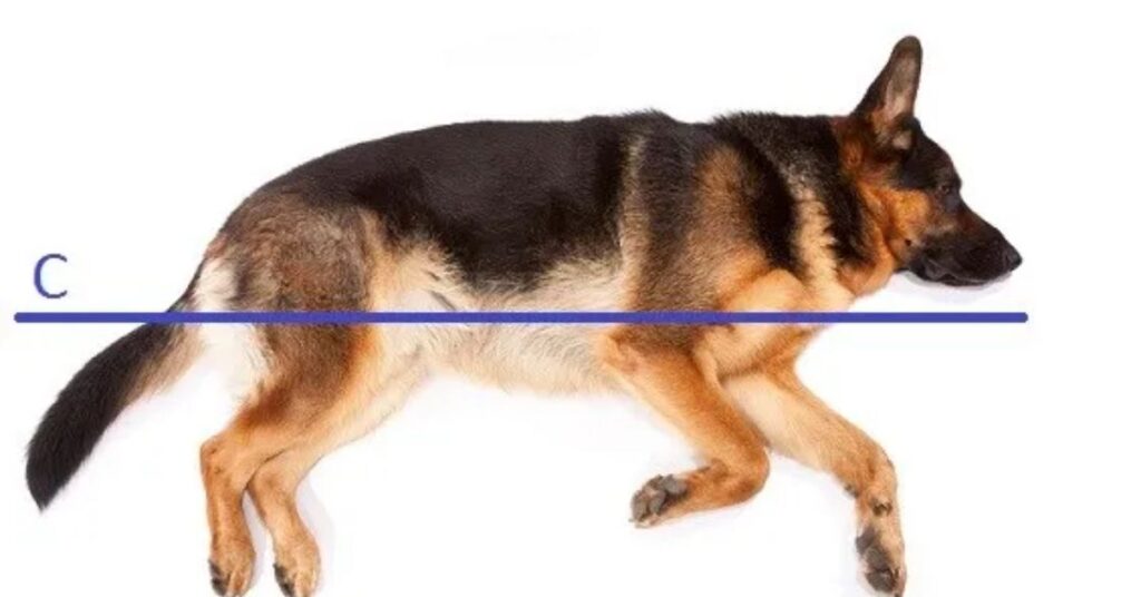 A Large Dog's Body Length