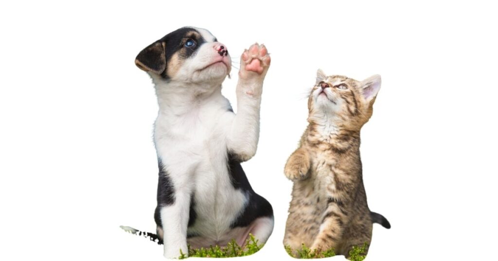 Cat or Small Dog Body Length