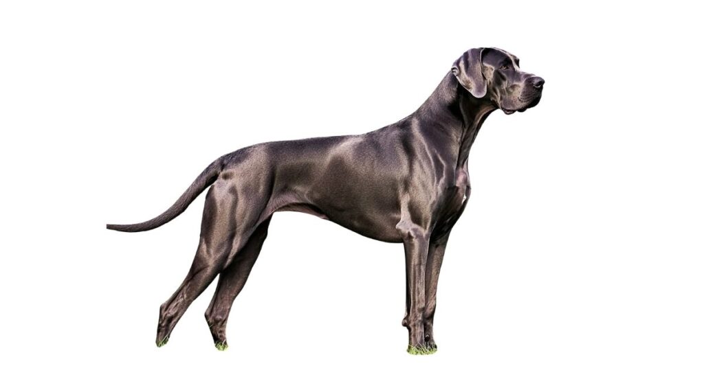 Large Dog Body Length (Medium Breed)